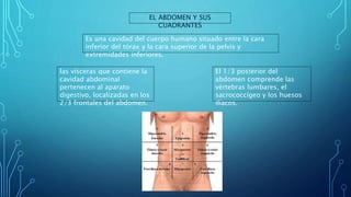 EL ABDOMEN Y SUS
CUADRANTES
Es una cavidad del cuerpo humano situado entre la cara
inferior del tórax y la cara superior de la pelvis y
extremidades inferiores.
las vísceras que contiene la
cavidad abdominal
pertenecen al aparato
digestivo, localizadas en los
2/3 frontales del abdomen.
El 1/3 posterior del
abdomen comprende las
vértebras lumbares, el
sacrococcígeo y los huesos
ilíacos.
 