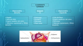 CUADRANTE
SUPERIOR
Hipocondrio
derecho
Epigastr
io
Hipocondrio
izquierdo
• Hígado.
• Vesícula biliar.
• Angulo hepático del colon.
• Glándula suprarrenal y Riñón
derecho
• Estómago.
• Duodeno.
• Páncreas.
• Plexo solar.
• Cola del Bazo
• Angulo esplénico del colon.
• Páncreas.
• Glándula suprarrenal y Riñón
izquierdo.
 