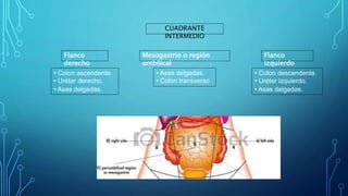 CUADRANTE
INTERMEDIO
Flanco
derecho
Mesogastrio o región
umbilical
Flanco
izquierdo
• Colon ascendente.
• Uréter derecho.
• Asas delgadas.
• Asas delgadas.
• Colon transverso
• Colon descendente.
• Uréter izquierdo.
• Asas delgadas.
 