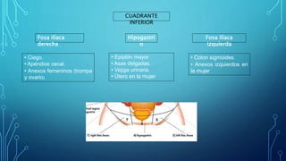 CUADRANTE
INFERIOR
Fosa ilíaca
derecha
Hipogastri
o
Fosa ilíaca
izquierda
• Ciego.
• Apéndice cecal.
• Anexos femeninos (trompa
y ovario)
• Epiplón mayor .
• Asas delgadas.
• Vejiga urinaria.
• Útero en la mujer
• Colon sigmoides.
• Anexos izquierdos en
la mujer
 