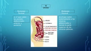 SE
DIVIDE
Peritoneo
Parietal
Peritoneo
Visceral
es el que cubre
las paredes
abdominales
anterior y
posterior
es el que cubre
externamente a las
vísceras
abdominales y
reviste la parte
superior de las
vísceras pélvicas.
 