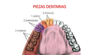 PIEZAS DENTARIAS
 