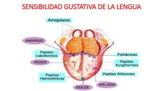 SENSIBILIDAD GUSTATIVA DE LA LENGUA
 