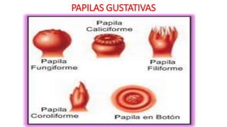PAPILAS GUSTATIVAS
 