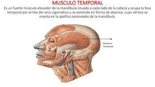 MUSCULO TEMPORAL
Es un fuerte músculo elevador de la mandíbula situado a cada lado de la cabeza y ocupa la fosa
temporal por arriba del arco cigomático y se extiende en forma de abanico, cuyo vértice se
inserta en la apófisis corónoides de la mandíbula.
 