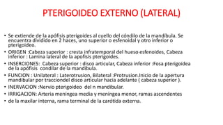 PTERIGOIDEO EXTERNO (LATERAL)
• Se extiende de la apófisis pterigoides al cuello del cóndilo de la mandíbula. Se
encuentra dividido en 2 haces, uno superior o esfenoidal y otro inferior o
pterigoideo.
• ORIGEN :Cabeza superior : cresta infratemporal del hueso esfenoides, Cabeza
inferior : Lamina lateral de la apofisis pterigoides.
• INSERCIONES: Cabeza superior : disco articular, Cabeza inferior :Fosa pterigoidea
de la apófisis condilar de la mandibula.
• FUNCION : Unilateral : Laterotrusion, Bilateral :Protrusion.Inicio de la apertura
mandibular por tracciondel disco articular hacia adelante ( cabeza superior ).
• INERVACION :Nervio pterigoideo del n mandibular.
• IRRIGACION: Arteria meníngea media y meníngea menor, ramas ascendentes
• de la maxilar interna, rama terminal de la carótida externa.
 