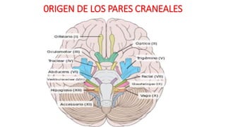0RIGEN DE LOS PARES CRANEALES
 