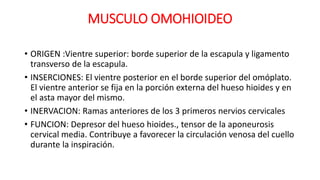 MUSCULO OMOHIOIDEO
• ORIGEN :Vientre superior: borde superior de la escapula y ligamento
transverso de la escapula.
• INSERCIONES: El vientre posterior en el borde superior del omóplato.
El vientre anterior se fija en la porción externa del hueso hioides y en
el asta mayor del mismo.
• INERVACION: Ramas anteriores de los 3 primeros nervios cervicales
• FUNCION: Depresor del hueso hioides., tensor de la aponeurosis
cervical media. Contribuye a favorecer la circulación venosa del cuello
durante la inspiración.
 