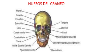 HUESOS DEL CRANEO
 