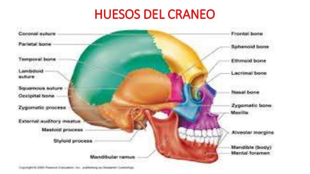 Anatomia de la cabeza
