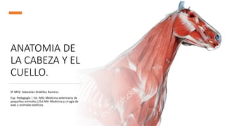 ANATOMIA DE
LA CABEZA Y EL
CUELLO.
IP. MVZ. Sebastián Ordóñez Ramírez.
Esp. Pedagogía | Est. MSc Medicina veterinaria de
pequeños animales | Est Mtr Medicina y cirugía de
aves y animales exóticos.
 