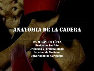ANATOMIA DE LA CADERA Dr. ALEJANDRO LÓPEZ Residente 1er Año Ortopedia y  Traumatología Facultad de Medicina Universidad de Cartagena 
