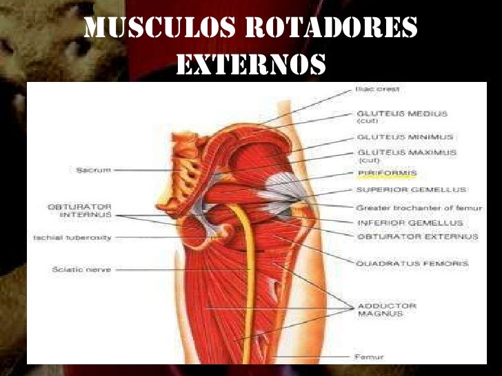 Musculos rotadores internos de la cadera Musculos rotadores internos de la cadera