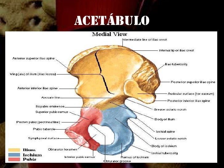 Anatomia De La Cadera | anatomia de la cadera Anatomia De La Cadera | anatomia de la cadera