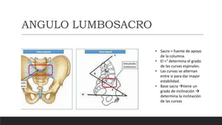 ANATOMIA DE LA COLUMNA.pptx