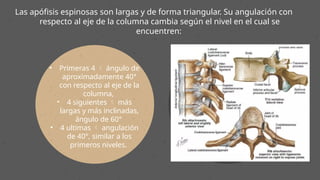 Anatomia de la Columna.................. | PPTX