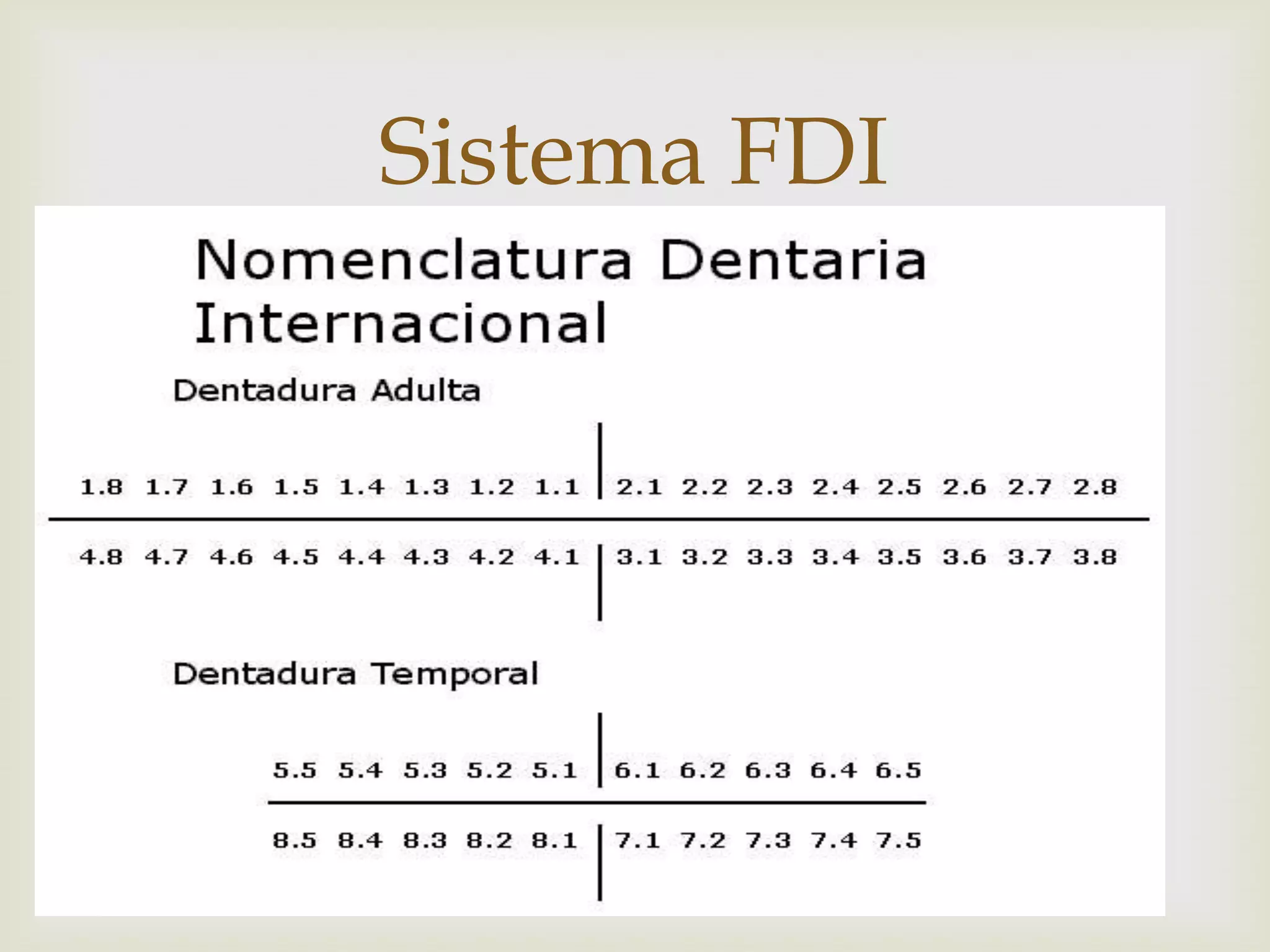 Fdi Temporal Anatomia de la denticion temporal | PPTX