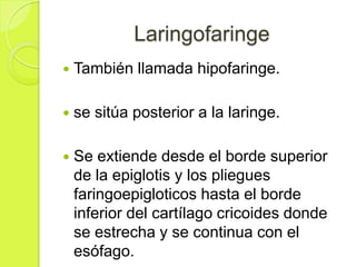 Laringofaringe


También llamada hipofaringe.



se sitúa posterior a la laringe.



Se extiende desde el borde superior
de la epiglotis y los pliegues
faringoepigloticos hasta el borde
inferior del cartílago cricoides donde
se estrecha y se continua con el
esófago.

 