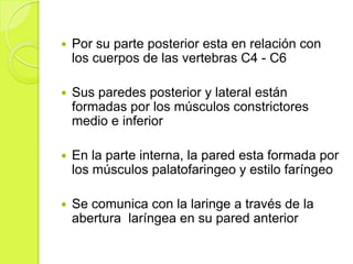

Por su parte posterior esta en relación con
los cuerpos de las vertebras C4 - C6



Sus paredes posterior y lateral están
formadas por los músculos constrictores
medio e inferior



En la parte interna, la pared esta formada por
los músculos palatofaringeo y estilo faríngeo



Se comunica con la laringe a través de la
abertura laríngea en su pared anterior

 
