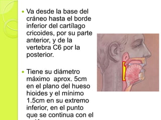 

Va desde la base del
cráneo hasta el borde
inferior del cartílago
cricoides, por su parte
anterior, y de la
vertebra C6 por la
posterior.



Tiene su diámetro
máximo aprox. 5cm
en el plano del hueso
hioides y el mínimo
1.5cm en su extremo
inferior, en el punto
que se continua con el

 