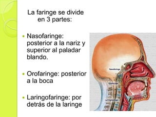 La faringe se divide
en 3 partes:


Nasofaringe:
posterior a la nariz y
superior al paladar
blando.



Orofaringe: posterior
a la boca



Laringofaringe: por
detrás de la laringe

 