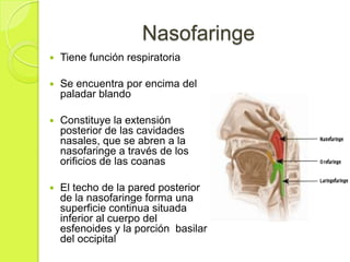 Nasofaringe


Tiene función respiratoria



Se encuentra por encima del
paladar blando



Constituye la extensión
posterior de las cavidades
nasales, que se abren a la
nasofaringe a través de los
orificios de las coanas



El techo de la pared posterior
de la nasofaringe forma una
superficie continua situada
inferior al cuerpo del
esfenoides y la porción basilar
del occipital

 