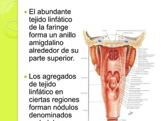 

El abundante
tejido linfático
de la faringe
forma un anillo
amigdalino
alrededor de su
parte superior.



Los agregados
de tejido
linfático en
ciertas regiones
forman nódulos
denominados

 