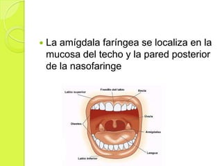 

La amígdala faríngea se localiza en la
mucosa del techo y la pared posterior
de la nasofaringe

 