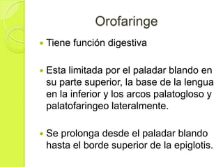 Orofaringe


Tiene función digestiva



Esta limitada por el paladar blando en
su parte superior, la base de la lengua
en la inferior y los arcos palatogloso y
palatofaringeo lateralmente.



Se prolonga desde el paladar blando
hasta el borde superior de la epiglotis.

 
