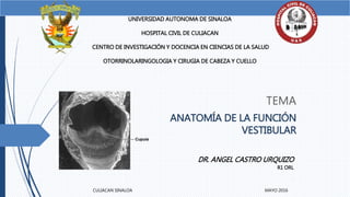 TEMA
ANATOMÍA DE LA FUNCIÓN
VESTIBULAR
UNIVERSIDAD AUTONOMA DE SINALOA
HOSPITAL CIVIL DE CULIACAN
CENTRO DE INVESTIGACIÓN Y DOCENCIA EN CIENCIAS DE LA SALUD
OTORRINOLARINGOLOGIA Y CIRUGIA DE CABEZA Y CUELLO
DR. ANGEL CASTRO URQUIZO
R1 ORL
CULIACAN SINALOA MAYO 2016
 