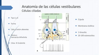 Anatomía de las células vestibulares
Células ciliadas
 Tipo I y II
 Forma
 Cáliz y botón aferentes
 Célula e
inervaciónPerilinfa
 Cilios  Endolinfa
 Cúpula
 Membrana otolitica
 1 Kinocilio
 20-100 estereocilios
 