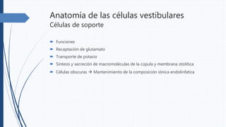 Anatomía de las células vestibulares
Células de soporte
 Funciones
 Recaptación de glutamato
 Transporte de potasio
 Síntesis y secreción de macromoléculas de la cúpula y membrana otolitica
 Células obscuras  Mantenimiento de la composición iónica endolinfatica
 