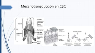 Mecanotransducción en CSC
 