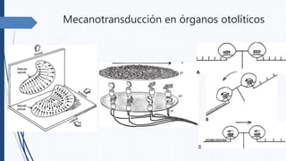 Mecanotransducción en órganos otolíticos
 