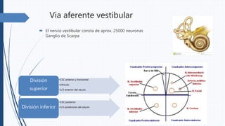 Via aferente vestibular
 El nervio vestibular consta de aprox. 25000 neuronas
Ganglio de Scarpa
•CSC anterior y horizontal
•Utrículo
•1/3 anterior del sáculo
División
superior
•CSC posterior
•2/3 posteriores del sáculoDivisión inferior
 