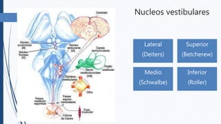 Nucleos vestibulares
Lateral
(Deiters)
Superior
(Betcherew)
Medio
(Schwalbe)
Inferior
(Roller)
 