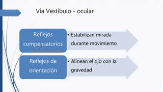 Vía Vestíbulo - ocular
• Estabilizan mirada
durante movimiento
Reflejos
compensatorios
• Alinean el ojo con la
gravedad
Reflejos de
orientación
 