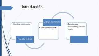 Introducción
• Coordinar movimientos
Formular reflejos
• Fuerzas mecánicas 
Códigos neuronales
• Detectores de
movimiento y gravedad
 SNC
 