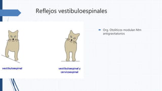 Reflejos vestibuloespinales
 Org. Otoliticos modulan Mm
antigravitatorios
 
