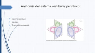 Anatomía del sistema vestibular periférico
 Sistema vestibular
 Espejos
 Disposición ortogonal
 