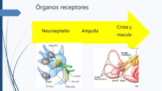 Órganos receptores
Crista y
macula
AmpullaNeuroepitelio
 