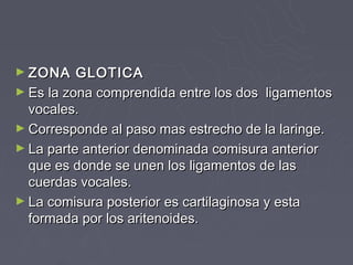 ► ZONA    GLOTICA
► Es la zona comprendida entre los dos ligamentos
  vocales.
► Corresponde al paso mas estrecho de la laringe.
► La parte anterior denominada comisura anterior
  que es donde se unen los ligamentos de las
  cuerdas vocales.
► La comisura posterior es cartilaginosa y esta
  formada por los aritenoides.
 