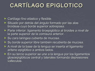 CARTÍLAGO EPIGLOTICO

►   Cartílago fino elástico y flexible.
►   Situado por detrás del ángulo formado por las alas
    tiroideas cuyo borde superior sobrepasa.
►   Parte inferior: ligamento tiroepiglótico al tiroides a nivel de
    la parte superior de la comisura anterior.
►   Su cara laringea cubierta de mucosa.
►   Su borde superior libre también recubierta de mucosa.
►   A nivel de la base de la lengua se inserta el ligamento
    ariteno epiglótico a ambos lados.
►   En su tercio superior se une a la lengua por los ligamentos
    glosoepiglóticos central y laterales formando depresiones:
    valleculas.
 