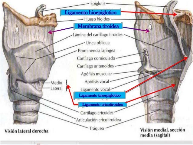 Anatomia de la laringe