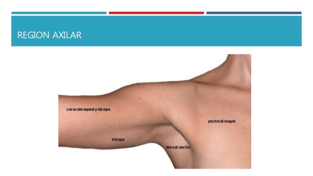 Prolongación axilar de la mama