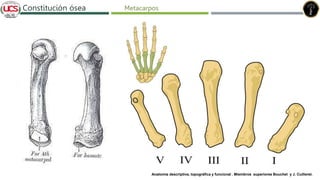 Fracturas de humero distal
Constitución ósea
Anatomía descriptiva, topográfica y funcional . Miembros superiores Bouchet y J. Cuilleret.
Metacarpos
 