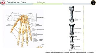 Fracturas de humero distal
Constitución ósea
Anatomía descriptiva, topográfica y funcional . Miembros superiores Bouchet y J. Cuilleret.
Falanges
 