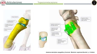 Fracturas de humero distal
Articulaciones
Anatomía descriptiva, topográfica y funcional . Miembros superiores Bouchet y J. Cuilleret.
Trapeziometacarpiana
 