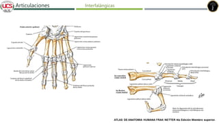 Fracturas de humero distal
Articulaciones Interfalángicas
 