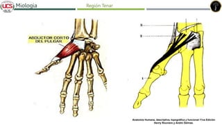 Fracturas de humero distal
Miologia Región Tenar
Anatomía Humana, descriptiva, topográfica y funcional 11va Edición
Henry Rouviere y André Delmas.
 